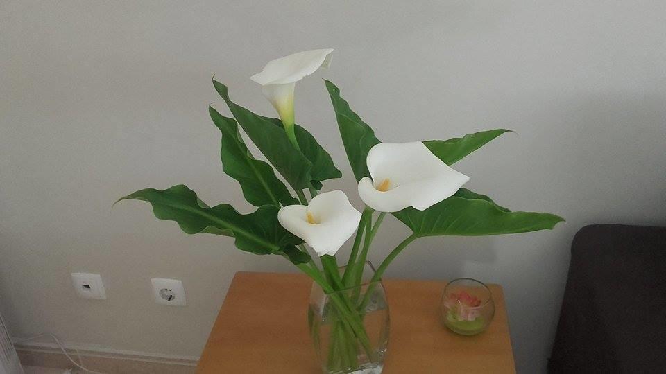 Lita Apartment Portimão Eksteriør billede